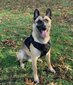Artemis Dog Harness - No Pull No Tug No Choke Adjustable Breathable K-9 -Tactical Equipment artemis dog harness no pull no tug no choke adjustable breathable k 9 atomic defense accessories 2